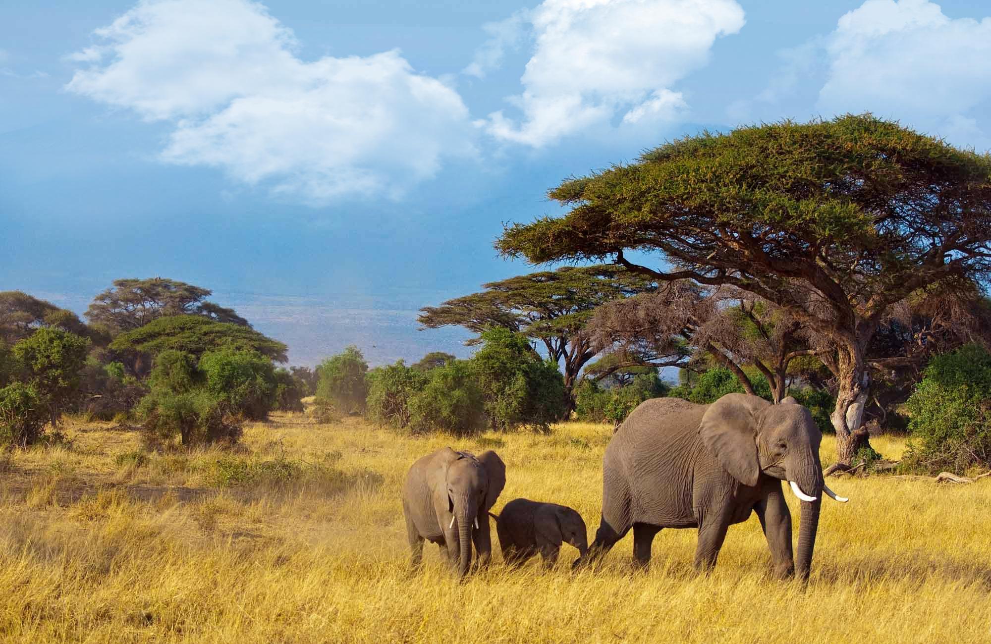 Voyage Safari En Afrique Benin Visite Du Parc De La Pendjari